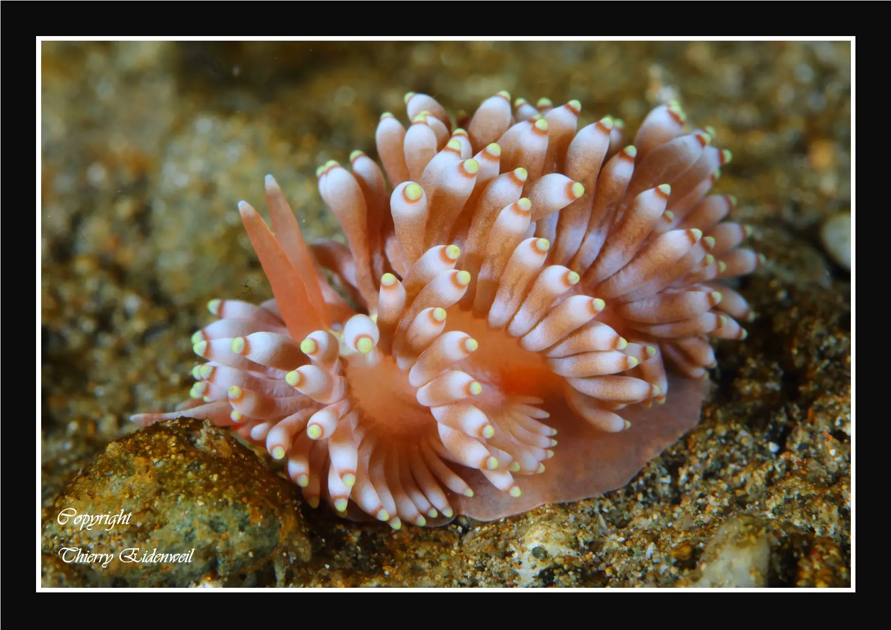 Anilao Macro Dive Media Highlight